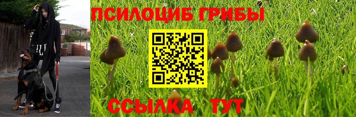 что такое   Вход с VPN  Заводоуковск  Галлюциногенные грибы Psilocybe 